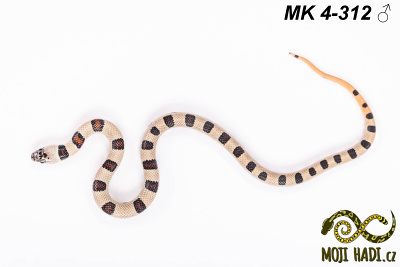 hadi na prodej, mládě, český chov hadů, odchov hadů, mojihadi.cz, Lampropeltis, mexcampb, magmaking, lampropeltis hybrid, lampropeltis mexicana, lampropeltis triangulum campbelli, special snakes, Mexican Kingsnake, Pueblan Milksnake, korálovka